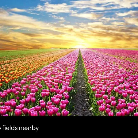 Tiny House With Sauna & Jacuzzi Near Amsterdam *